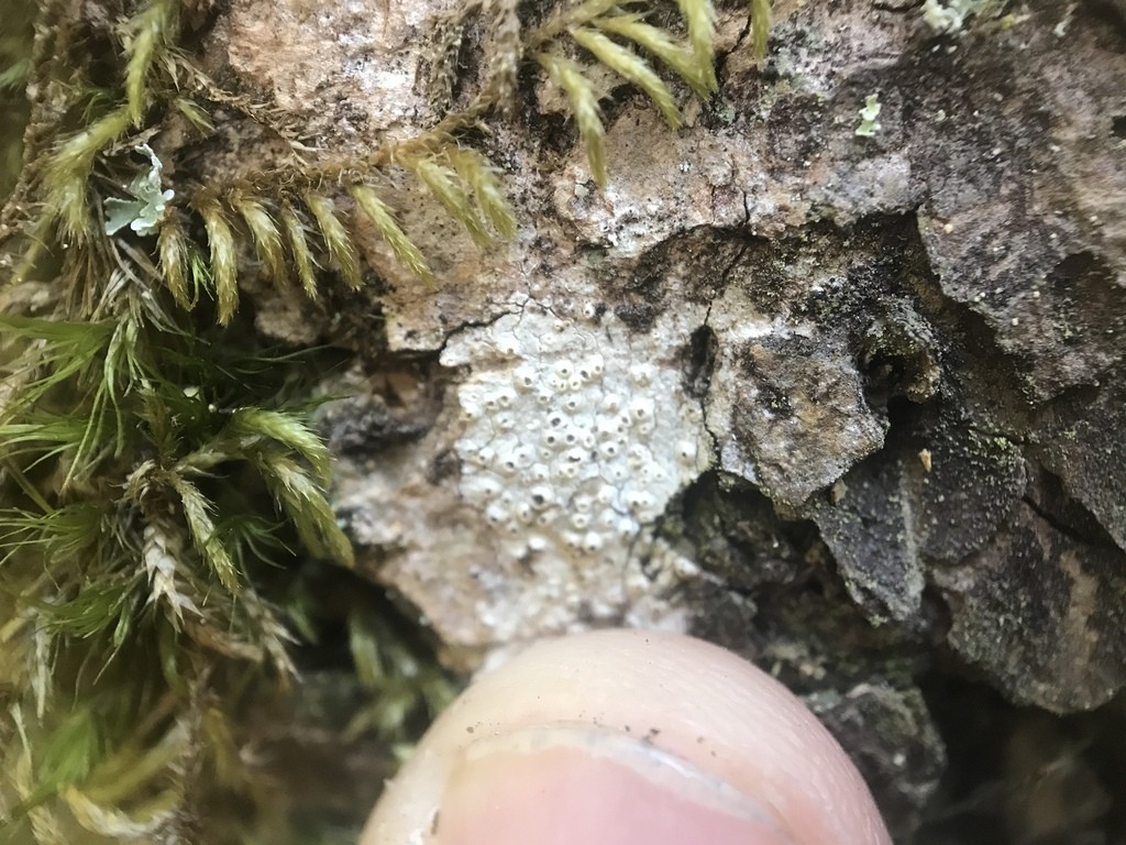 Barnacle lichen (Thelotrema)