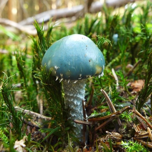銅綠球蓋菇 (Stropharia aeruginosa)