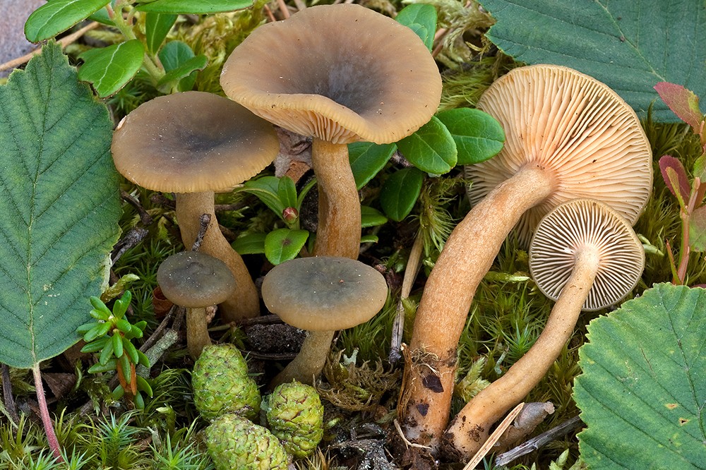 Lactarius Cyathuliformis Lactarius Cyathuliformis Picture Mushroom