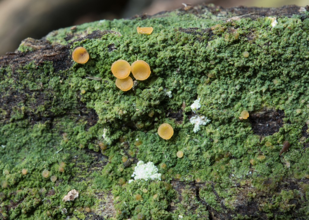 Orange dimple lichen (Coenogonium luteum)