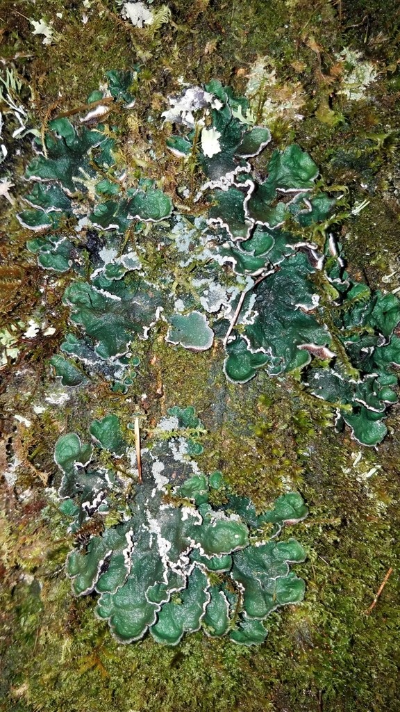 Erioderma lichen (Erioderma)