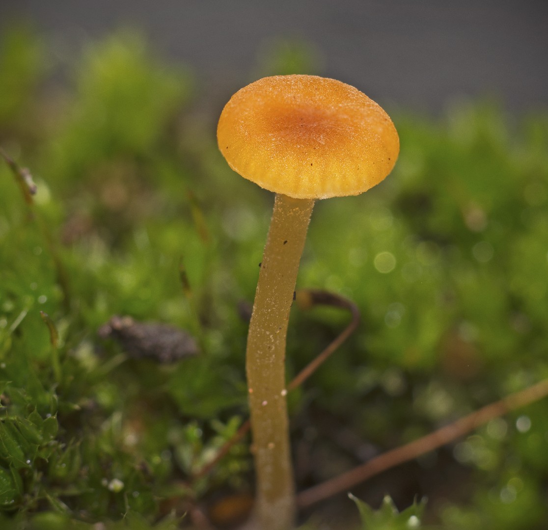 Orange moss agaric (Rickenella fibula)