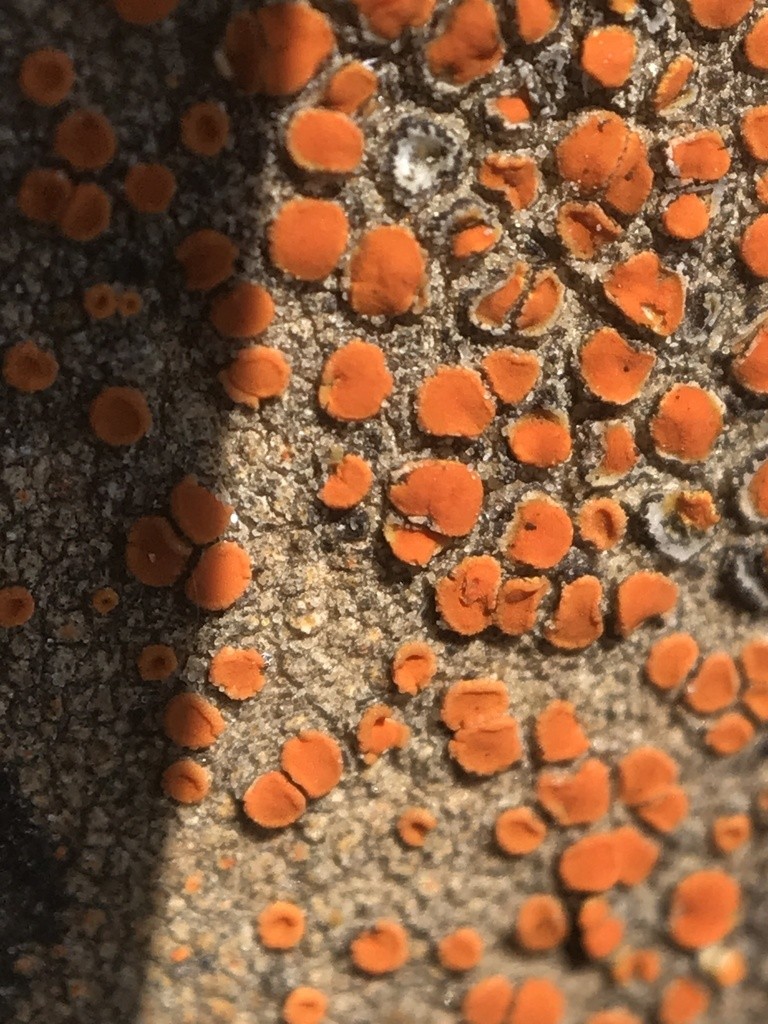 Firedot lichen (Caloplaca)