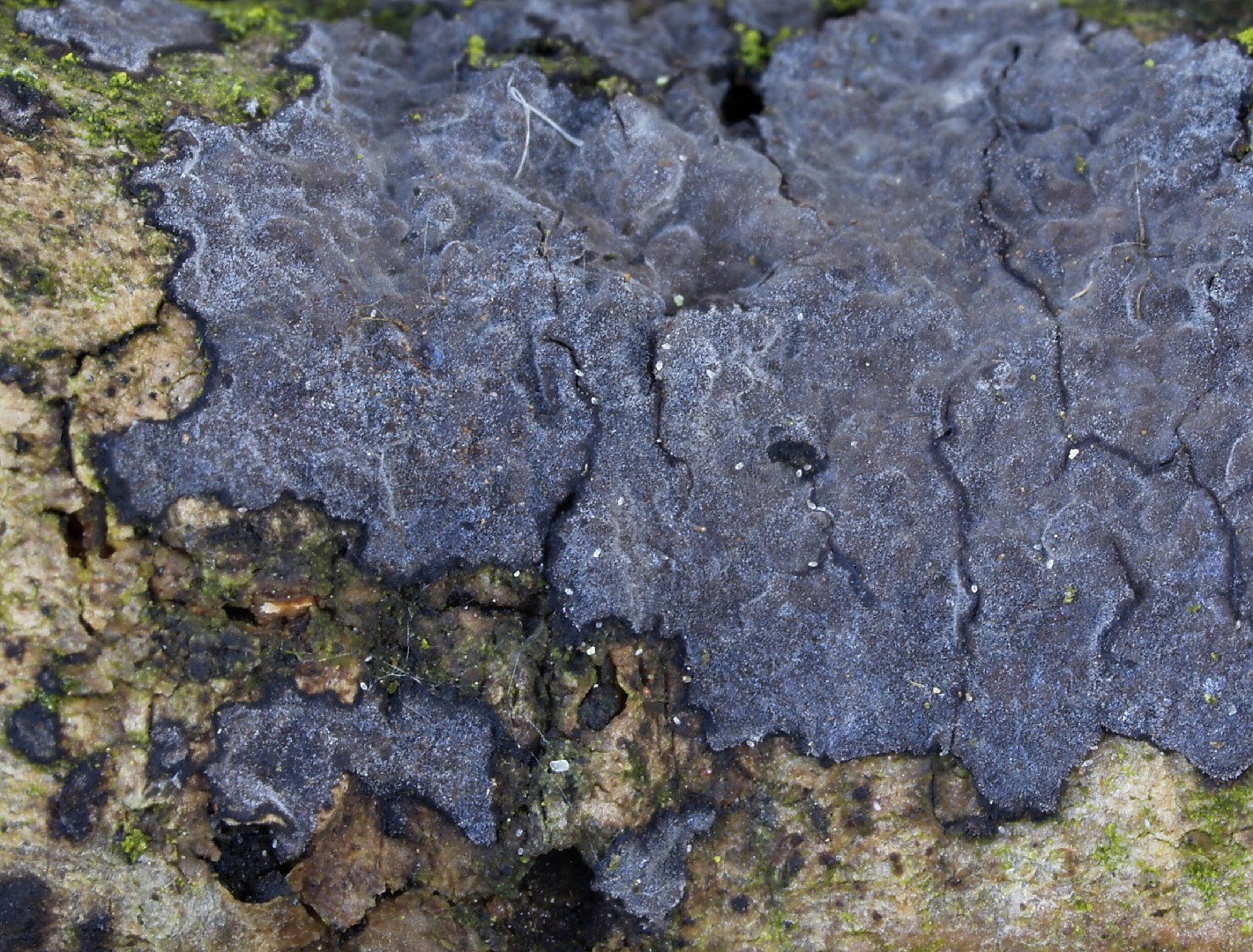 Peniophora limitata (Peniophora limitata) Picture Mushroom