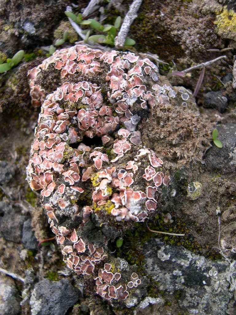 Fishscale lichens