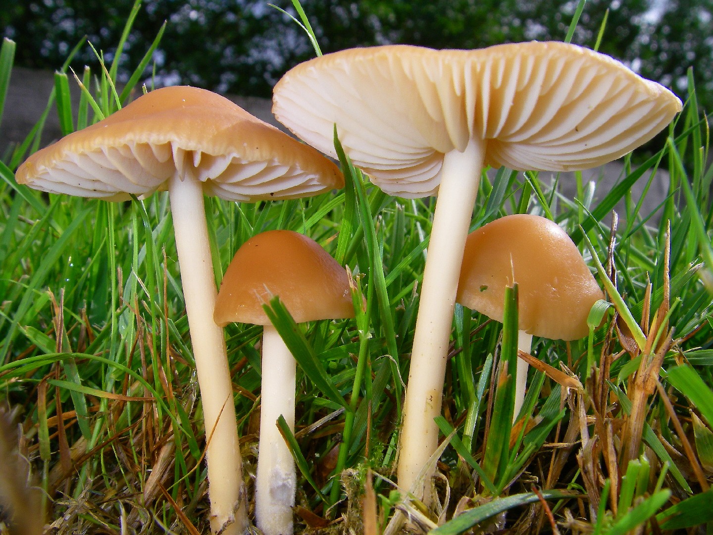 Fairy ring mushroom (Marasmius oreades)
