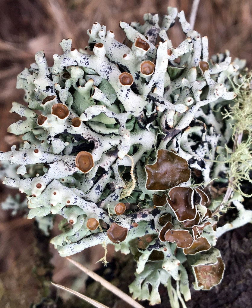 Seaside bone lichen (Hypogymnia heterophylla)