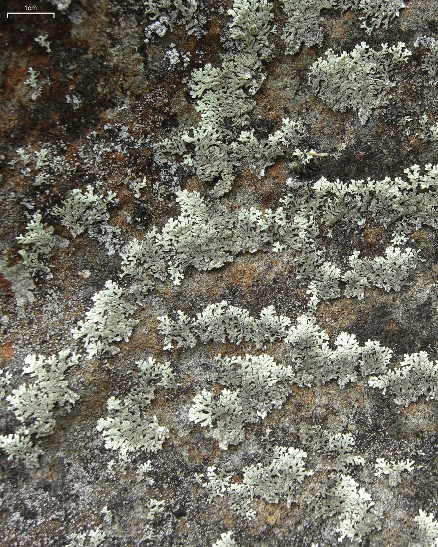 Arctoparmelia (Arctoparmelia)