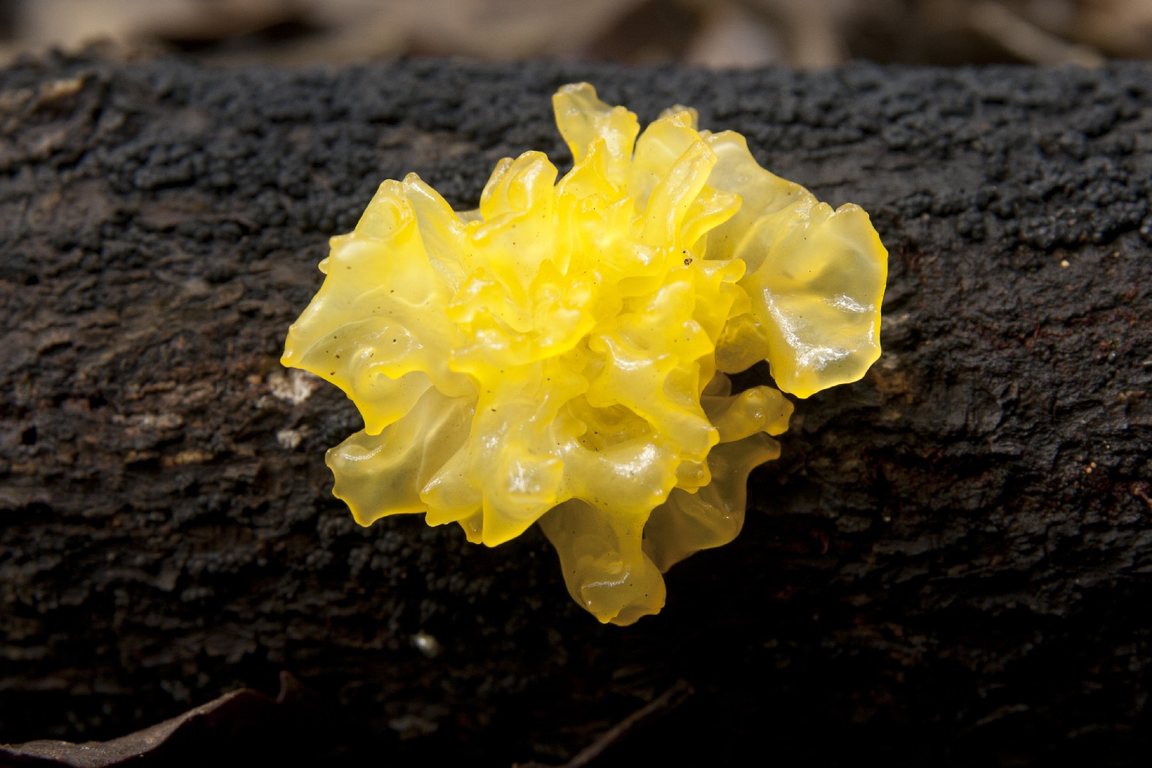 Tremella iduensis (Tremella iduensis) Picture Mushroom