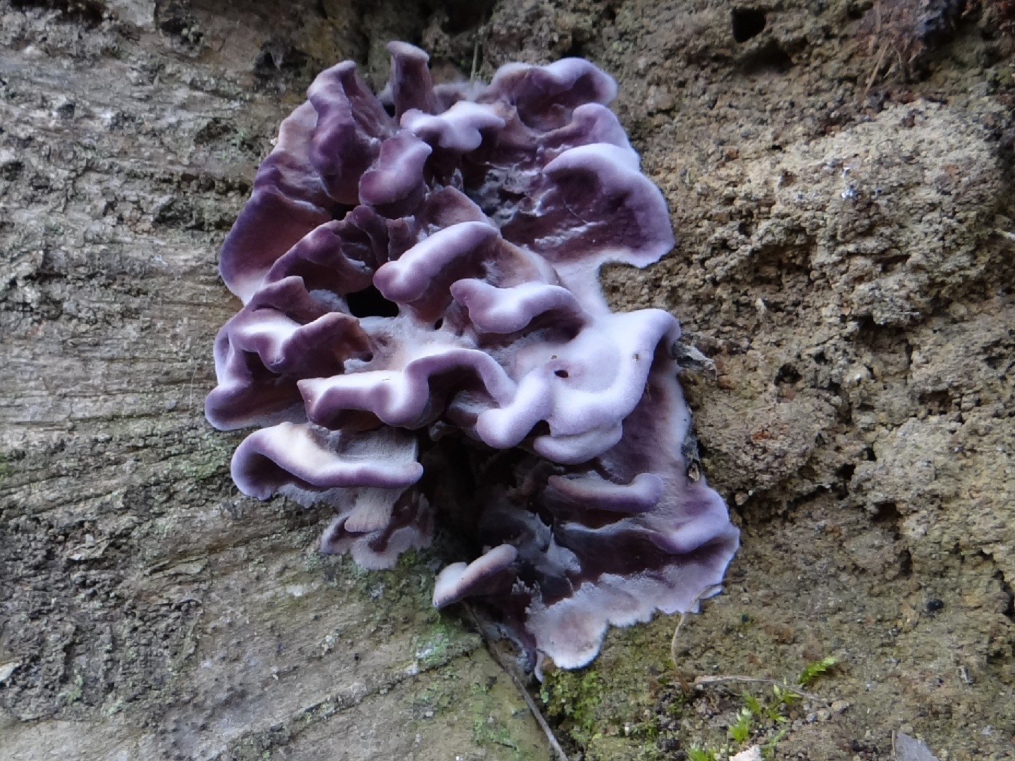 Silverleaf fungus (Chondrostereum purpureum)
