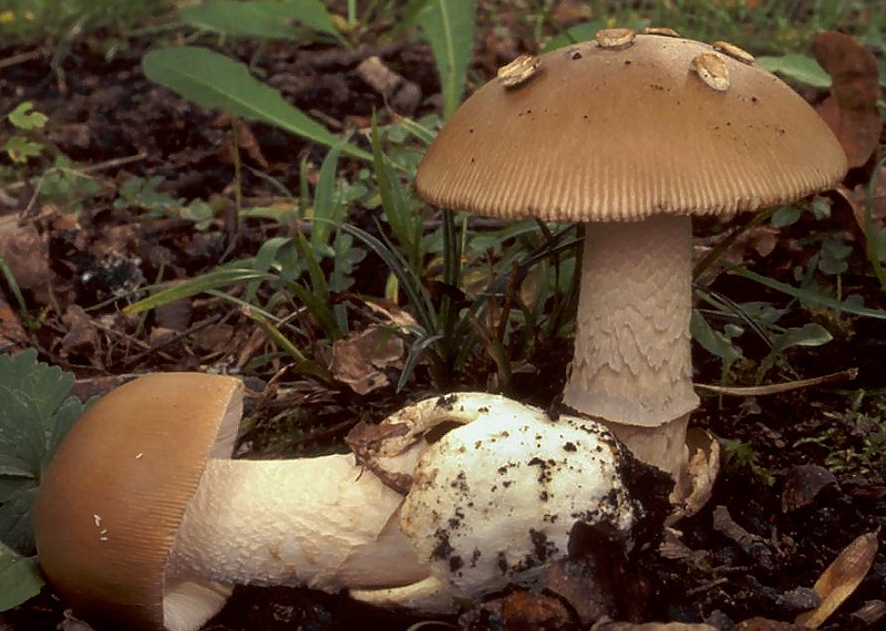 Amanita lividopallescens