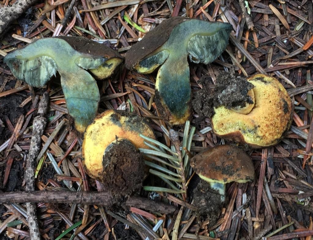 Gastroboletus (Gastroboletus)