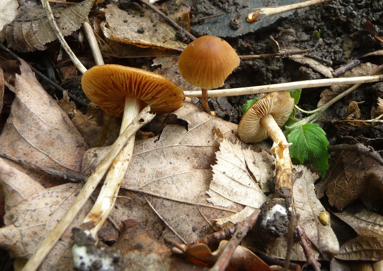 Conocybe aporos (Conocybe aporos) - Picture Mushroom