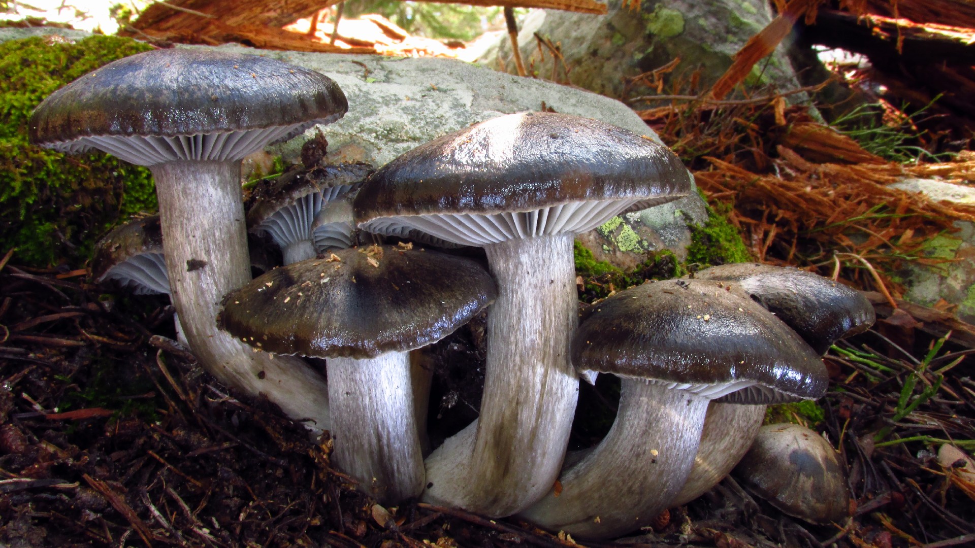 March mushroom
