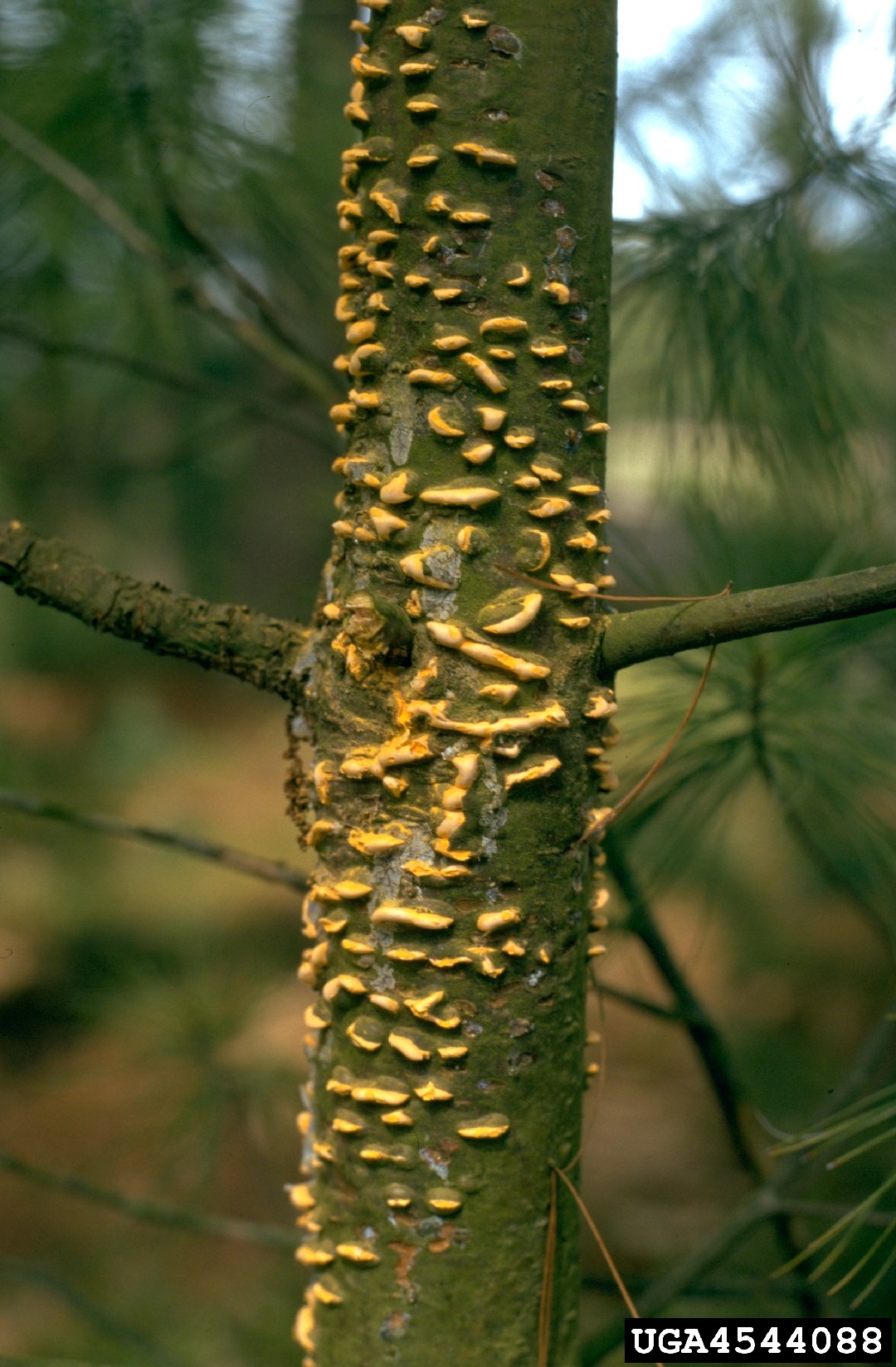 Royas de pinos y encinos (Cronartium)