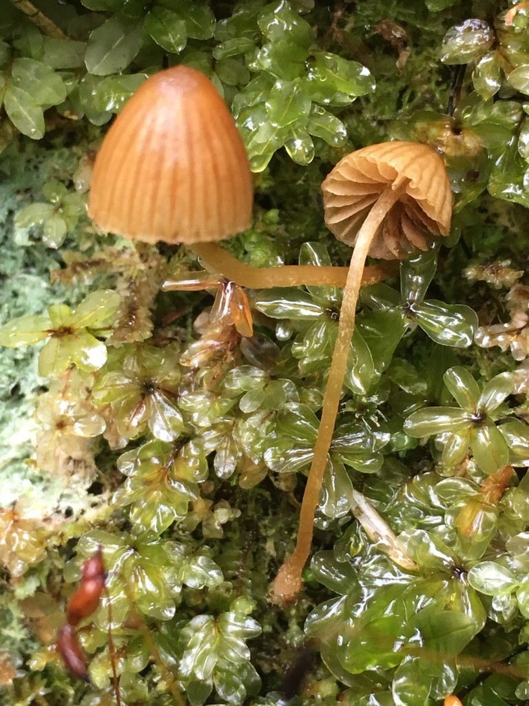 Barnsteenmosklokje (Galerina vittiformis) - Picture Mushroom, image size:768x1024