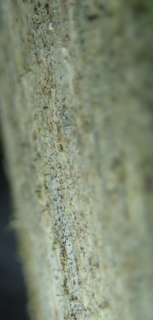 Chaenotheca (Chaenotheca)