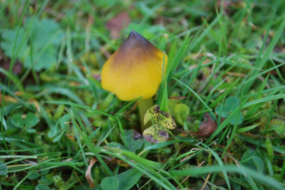 Blackening wax-cap