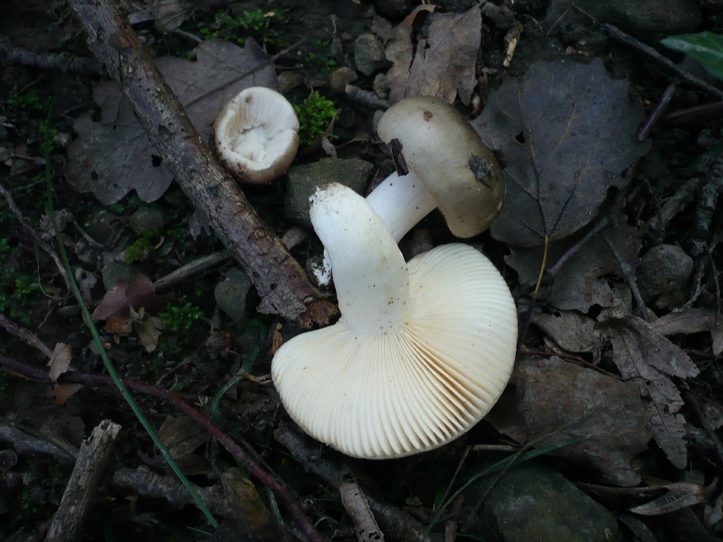 Russula medullata
