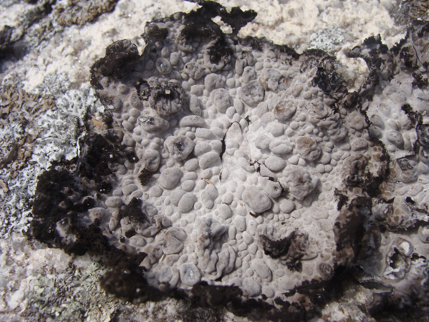 Blistered navel lichen