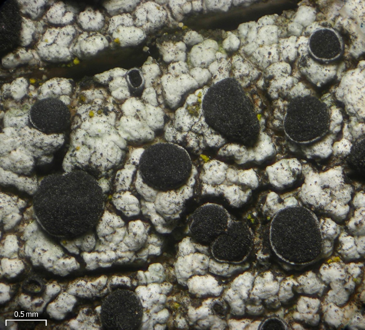 Soot lichen (Cyphelium)
