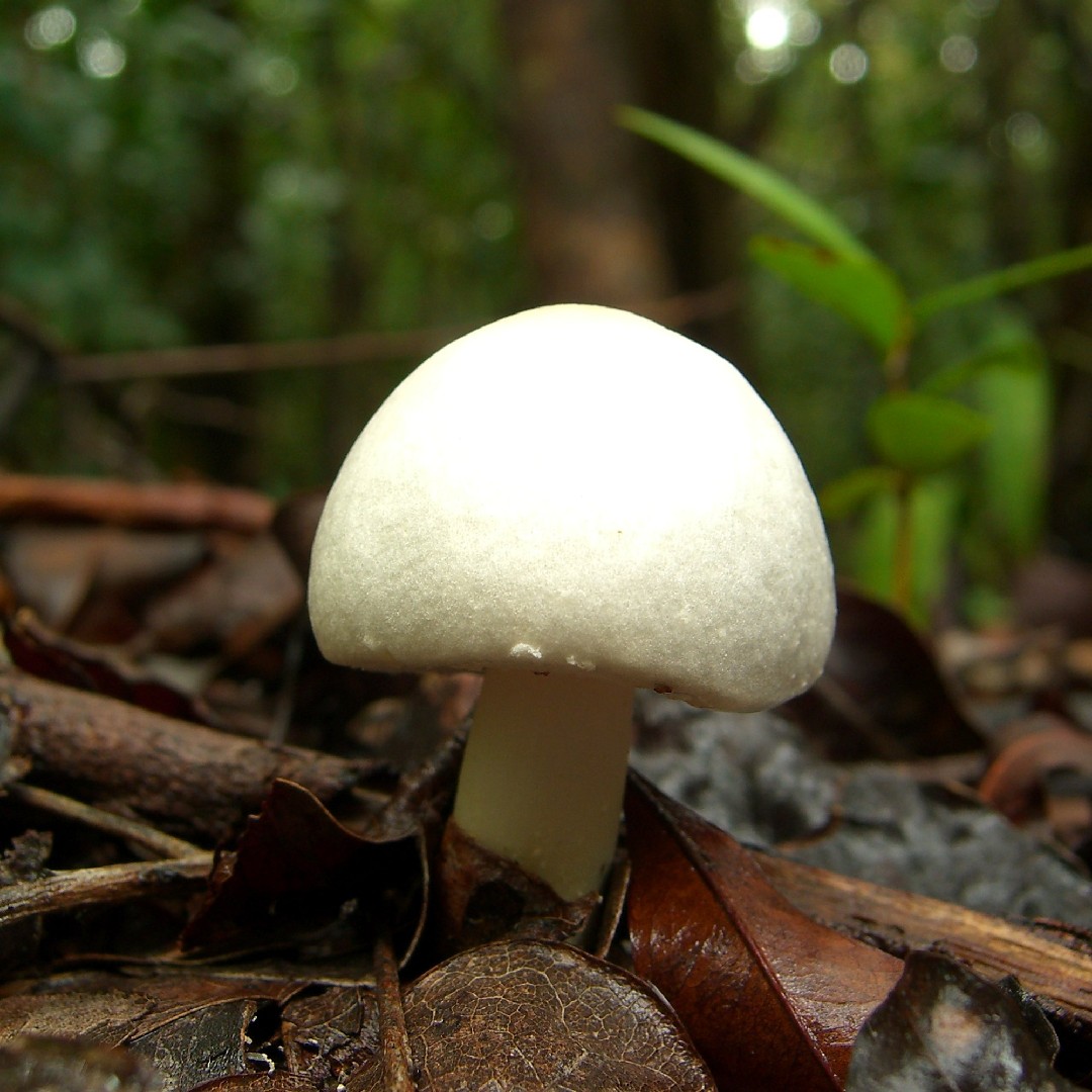 球基蘑菇 (Agaricus abruptibulbus)