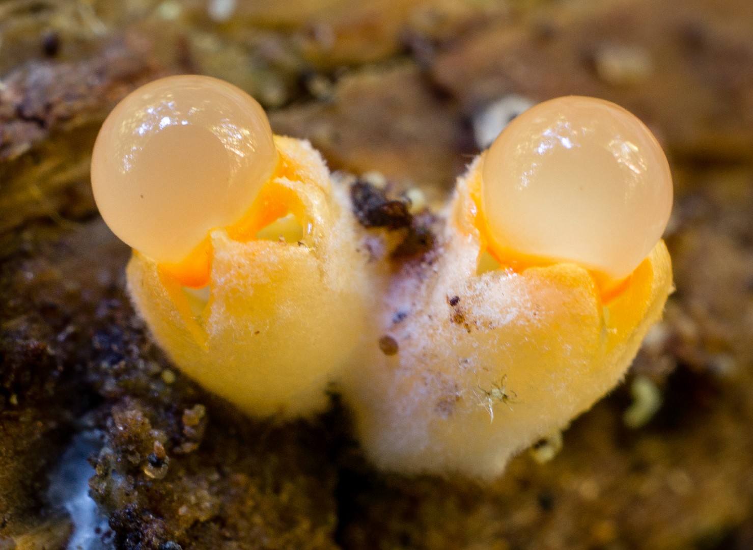 Cannonball fungus (Sphaerobolus stellatus)