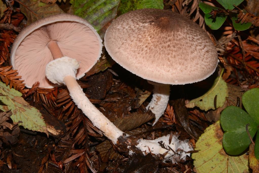 紫紅蘑菇 (Agaricus subrutilescens)
