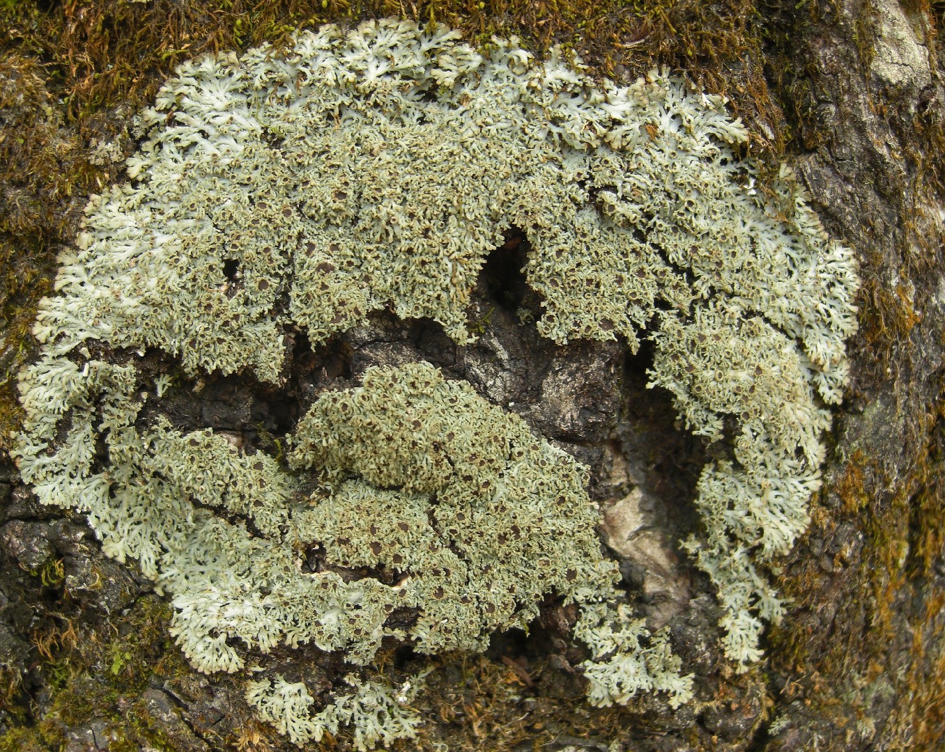 Fringed lichen (Anaptychia)