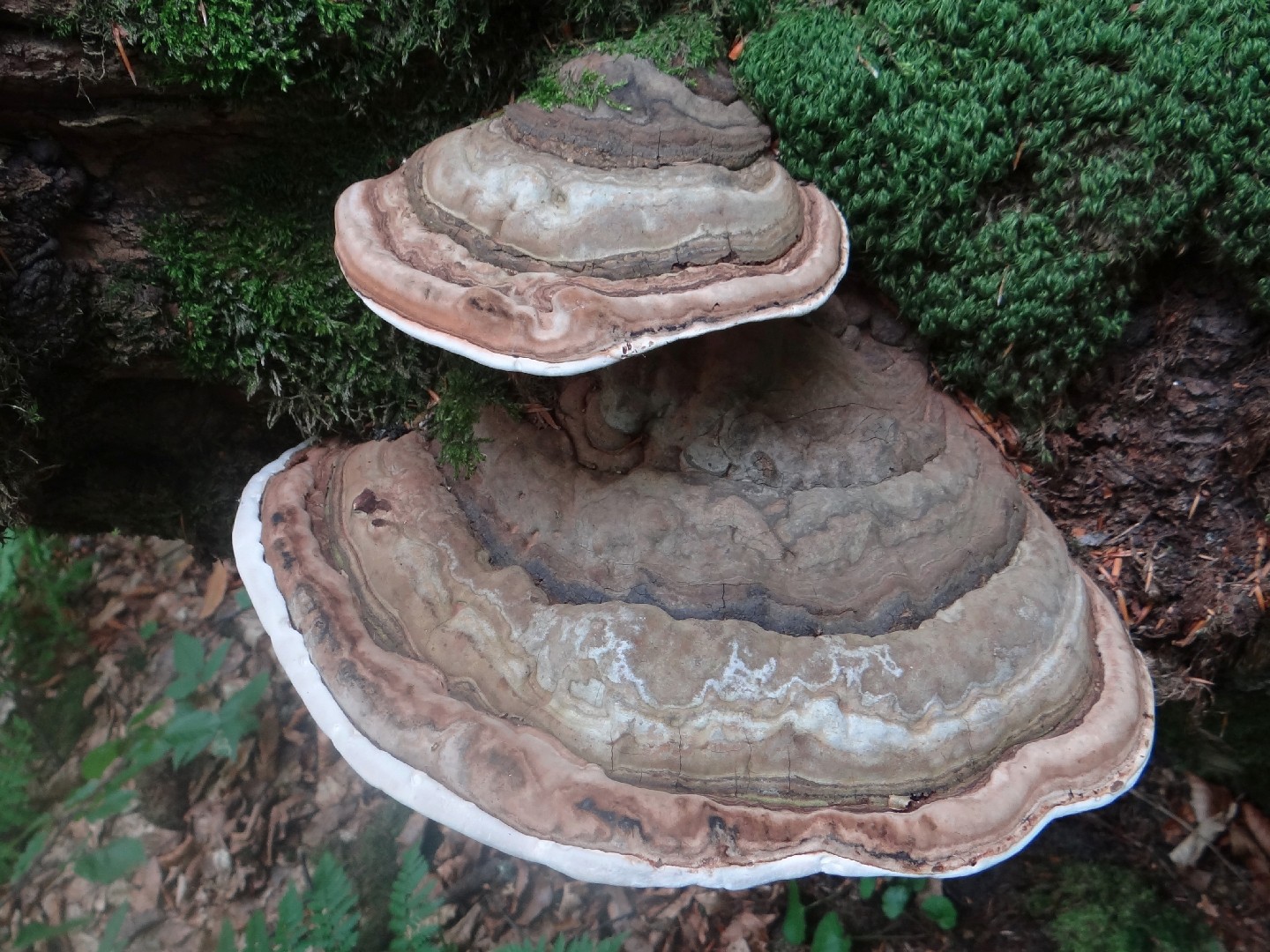 コフキサルノコシカケ（粉吹猿腰掛） (Ganoderma applanatum) - Picture Mushroom