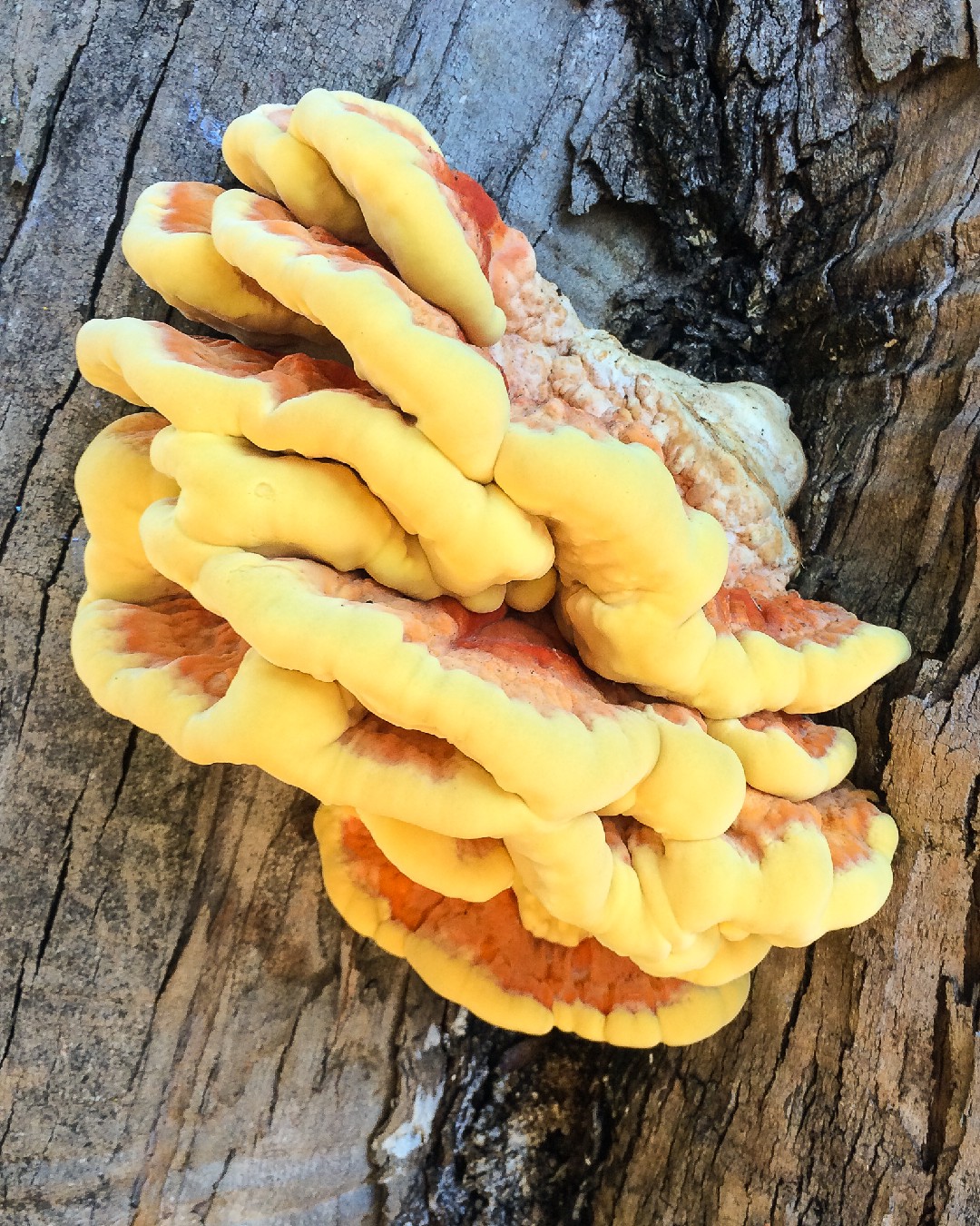 Chicken-of-the-woods