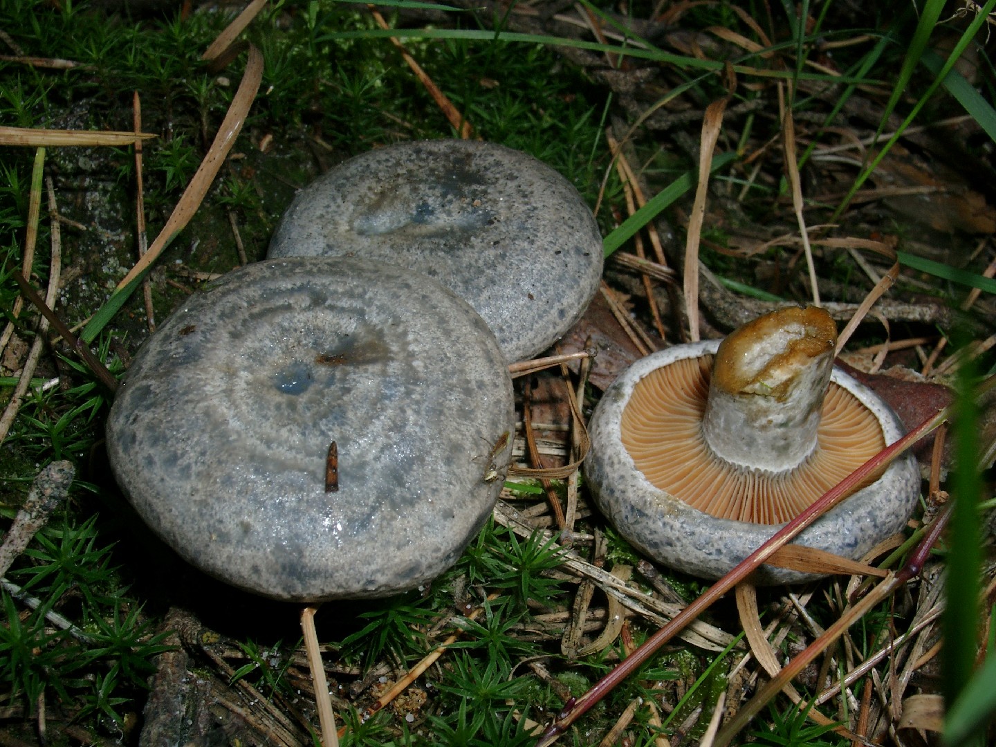 Lactarius Quieticolor Lactarius Quieticolor Picture Mushroom