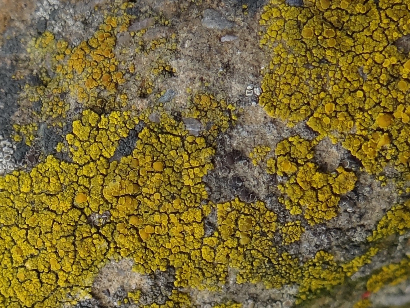 Common goldspeck (Candelariella vitellina)