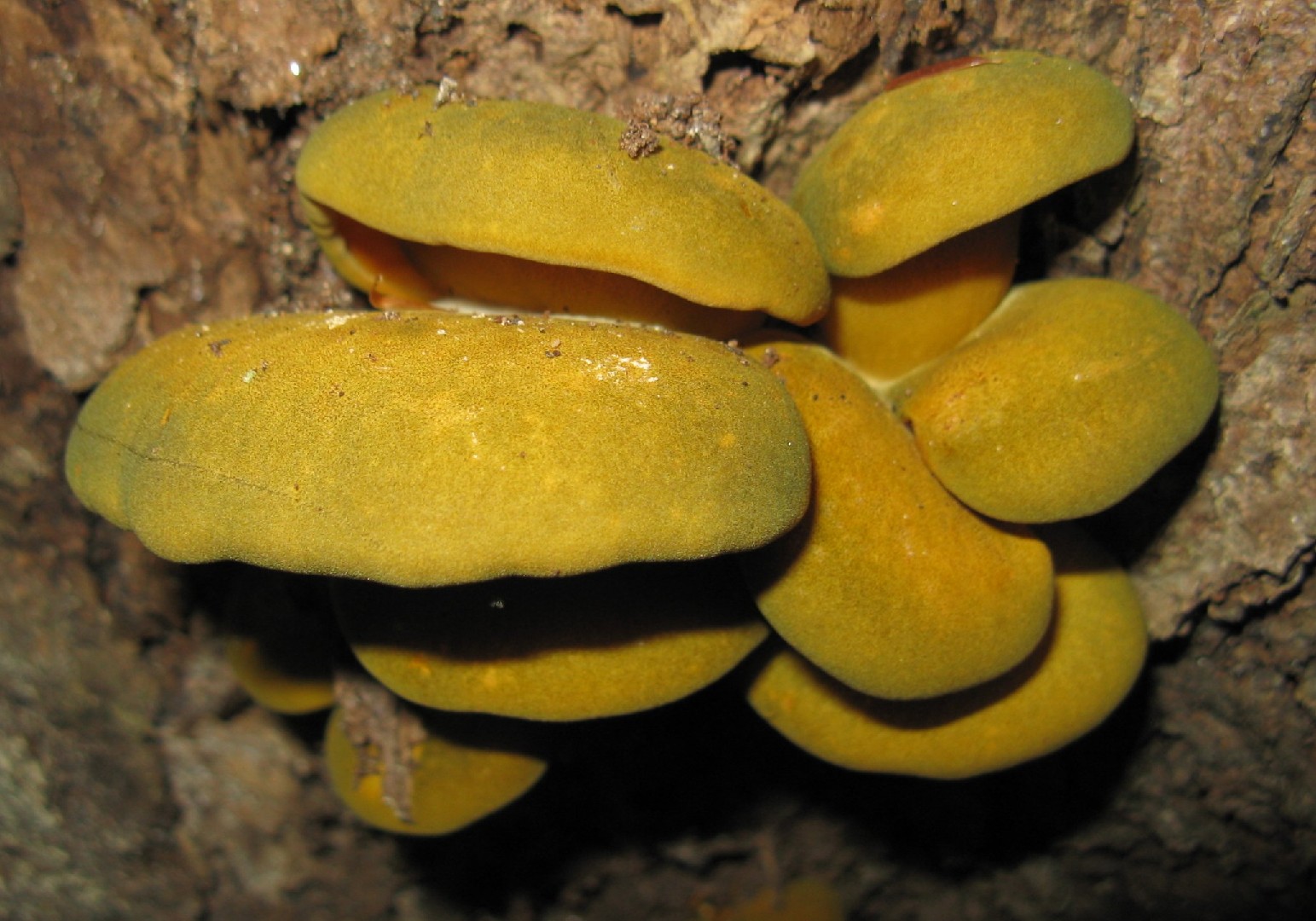 Late fall oyster mushroom (Panellus serotinus)