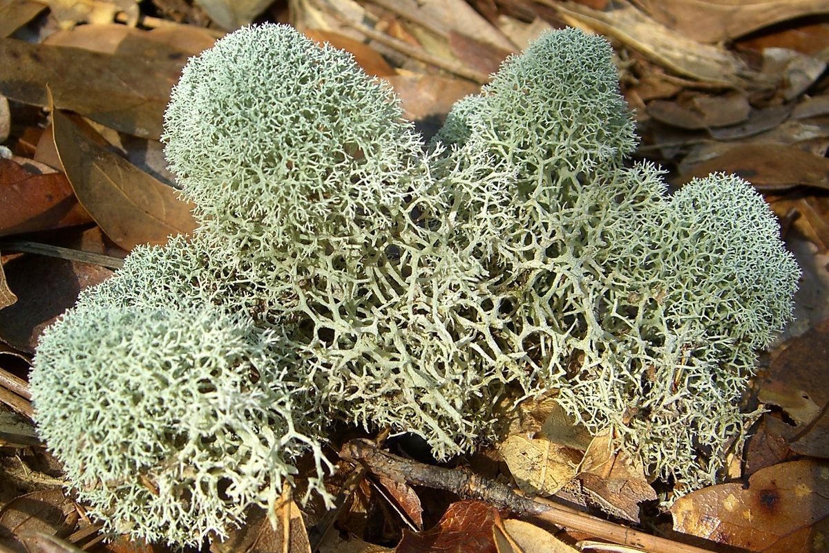 Powder-puff lichen (Cladonia evansii)
