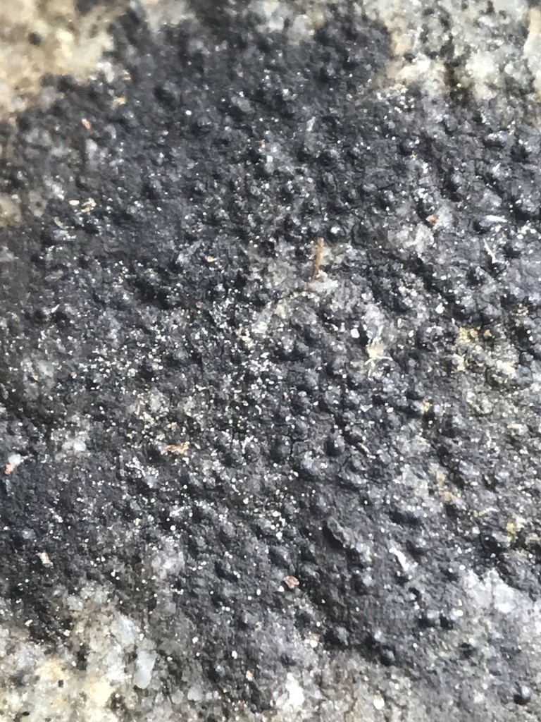 Wart lichens (Verrucaria)