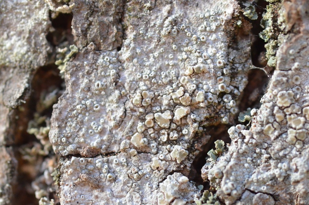 Rim lichen (Lecanora chlarotera)