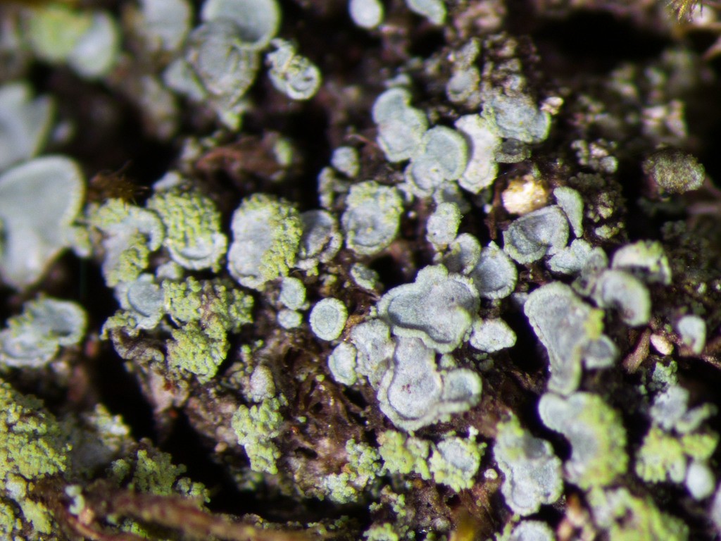 Clam lichen