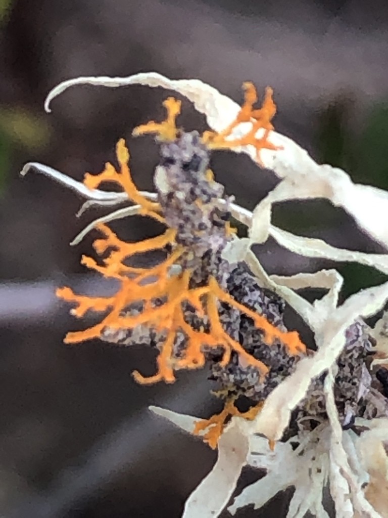 Teloschistes lichen (Teloschistes)