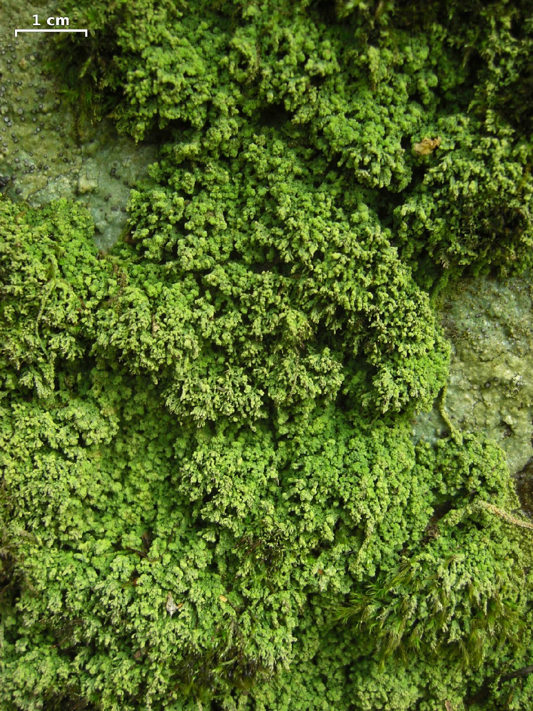 Dot lichens (Biatora)