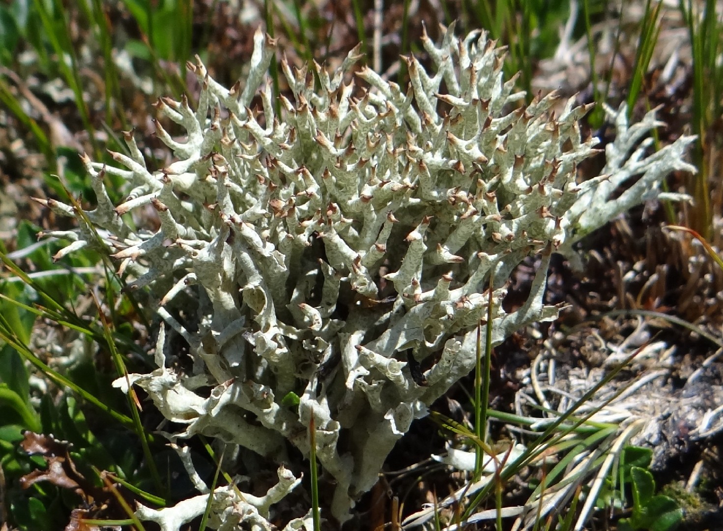 Thorn lichen