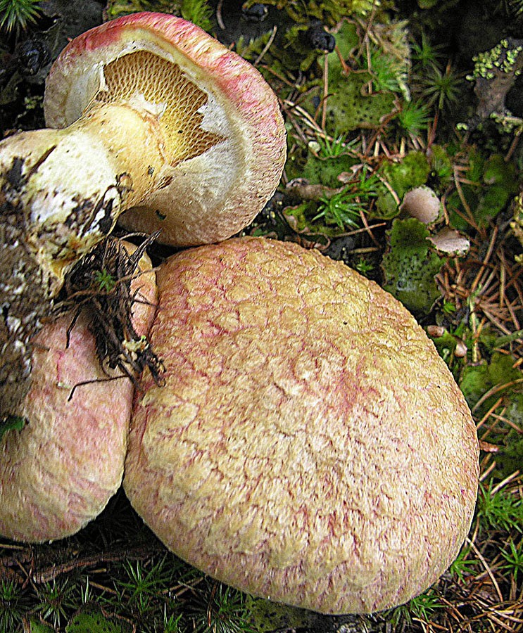 Rosy larch bolete