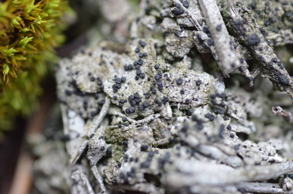 Bryobilimbia (Bryobilimbia)