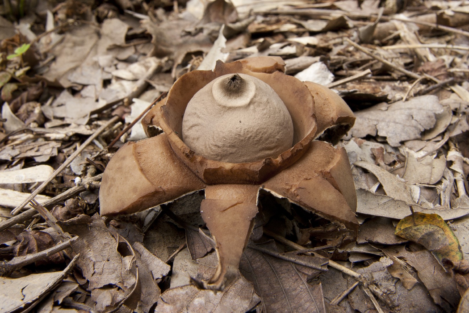 Collared earthstar (Geastrum triplex)