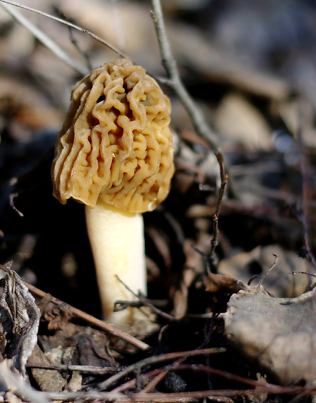 Early morel