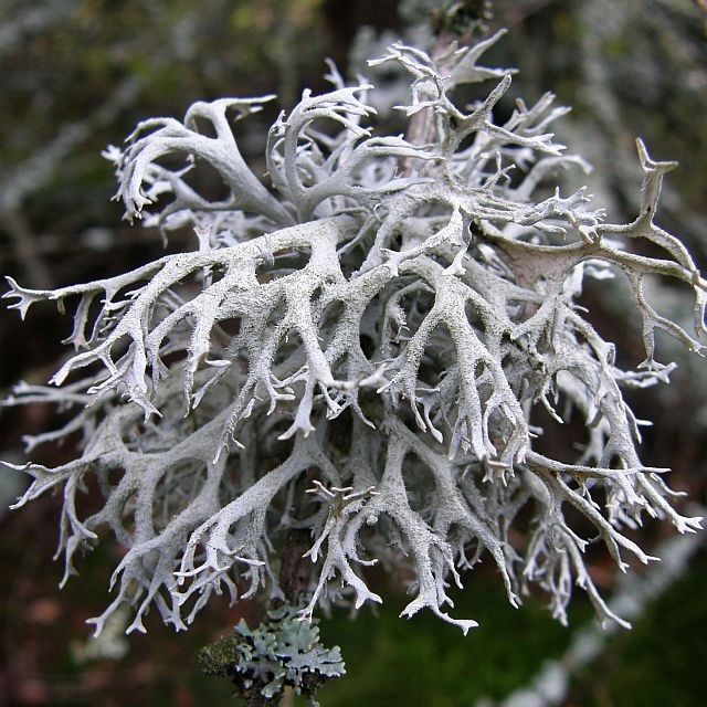 Tree moss (Pseudevernia furfuracea)