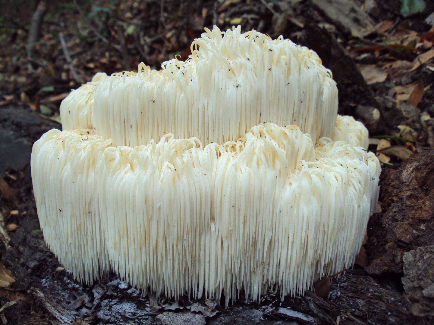 فطر عرف الأسد (Hericium erinaceus)