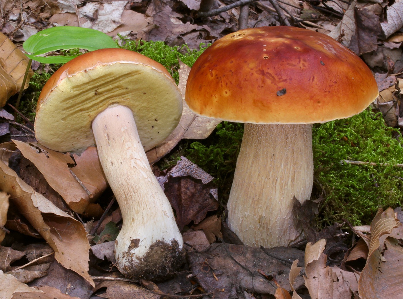 Porcini Boletus Edulis Picture Mushroom