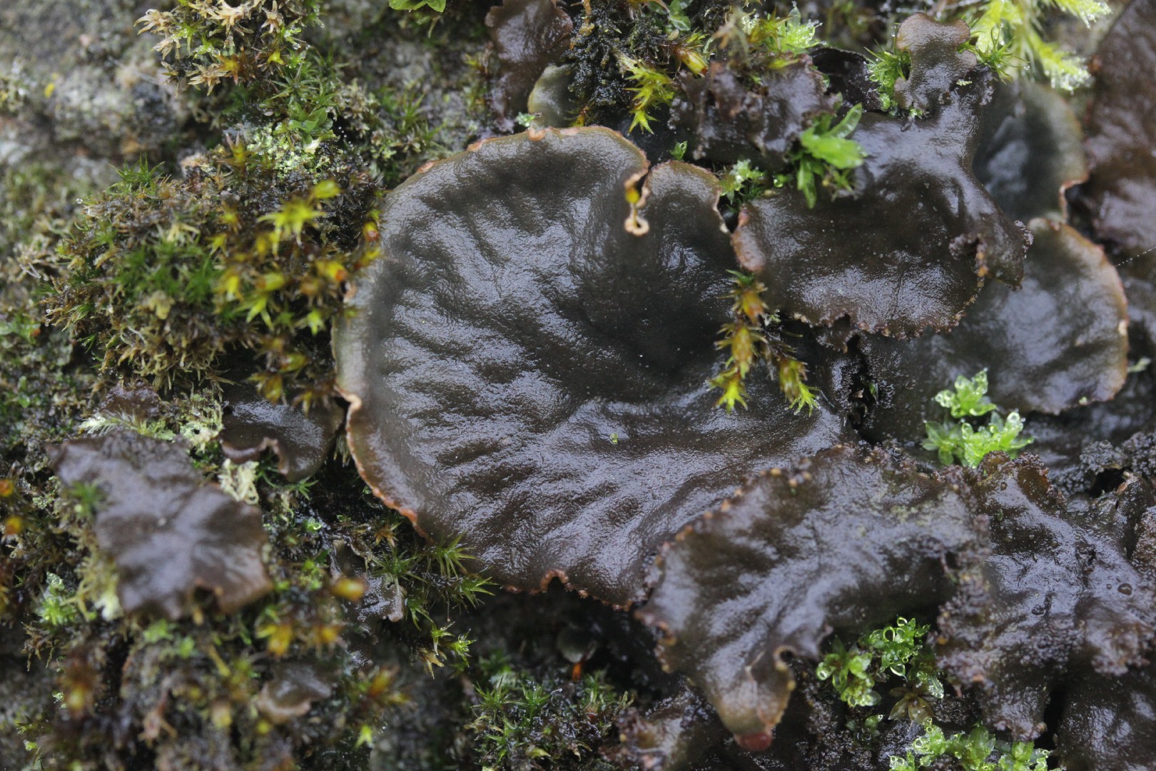 Scaly dog pelt lichen