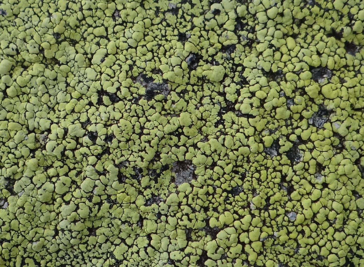 Map lichen (Rhizocarpon geographicum)